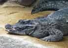 動物図鑑・ニシアフリカコビトワニの写真 9